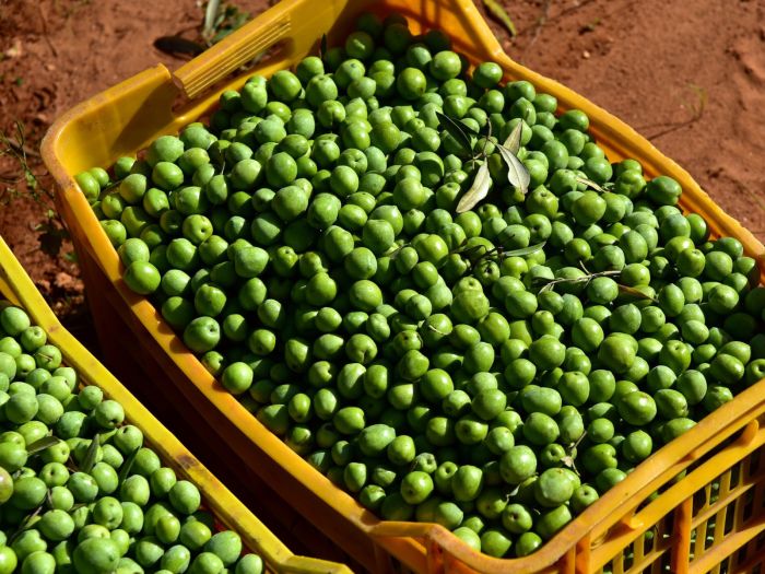 Olive seed olives seeds oli