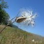 Can You Plant Milkweed Seeds in Spring?