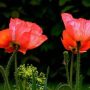 Can You Plant Poppy Seeds in Pots?