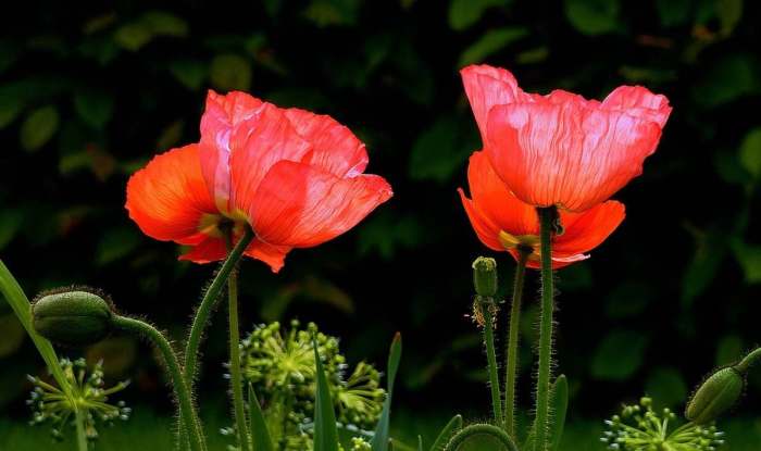 Can you plant poppy seeds in pots