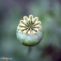 Can You Plant Poppy Seeds in the Spring?