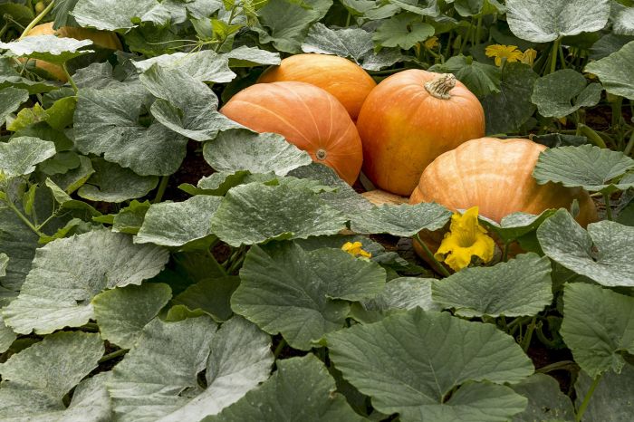 Can you plant pumpkin seeds in july