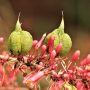 Can You Plant Yucca Seed Pods?