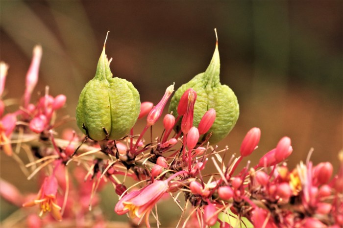 Can you plant yucca seed pods