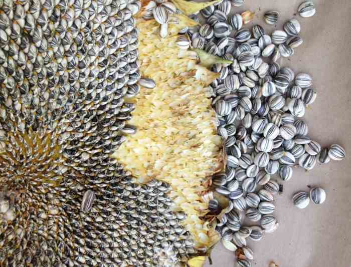 Do all sunflower plants produce seeds