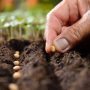 Can You Plant Seeds in the Ground?