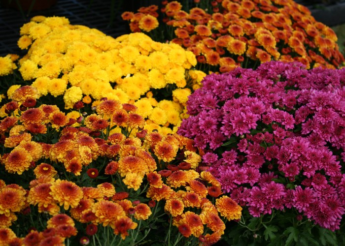 Can you plant mums from seeds