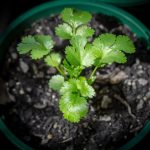 Can you plant green coriander seeds