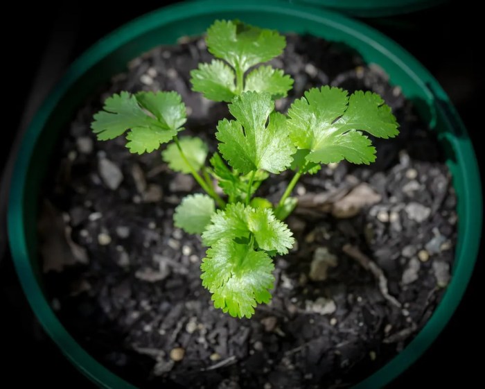 Can you plant green coriander seeds