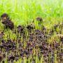 Can You Plant Grass Seeds in January?