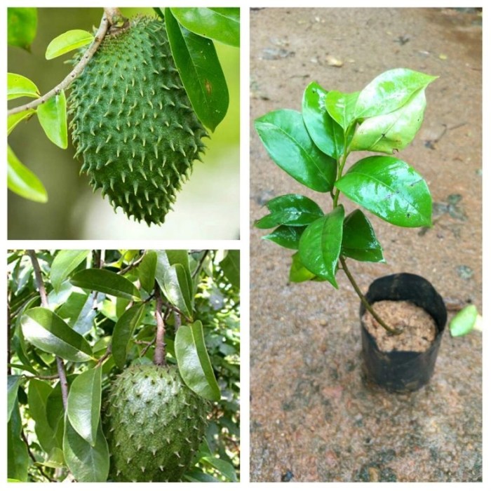 Soursop discovery garden plants dsc