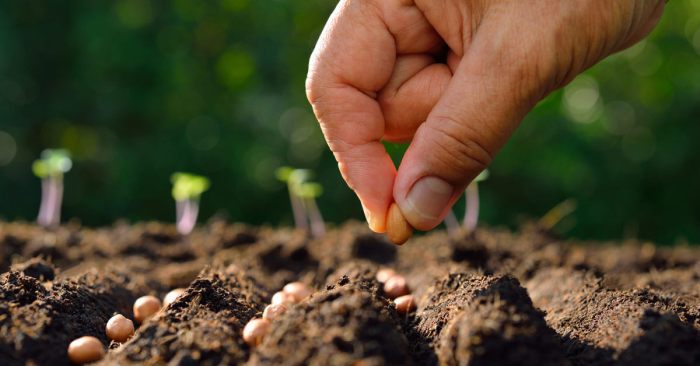 Seeds garden planting directly plant when vegetables which sow outdoors choose board gardening