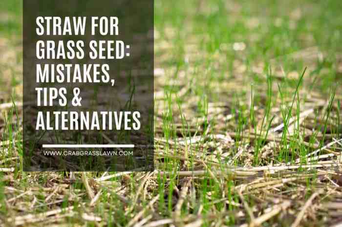 Can you plant grass seed without straw