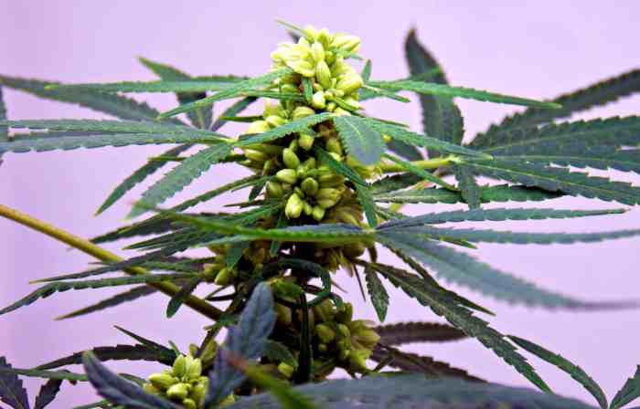 Do feminized plants produce feminized seeds