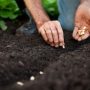 Can You Plant Seeds in Spring?