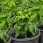 Can You Plant Seeds From a Fresh Tomato?