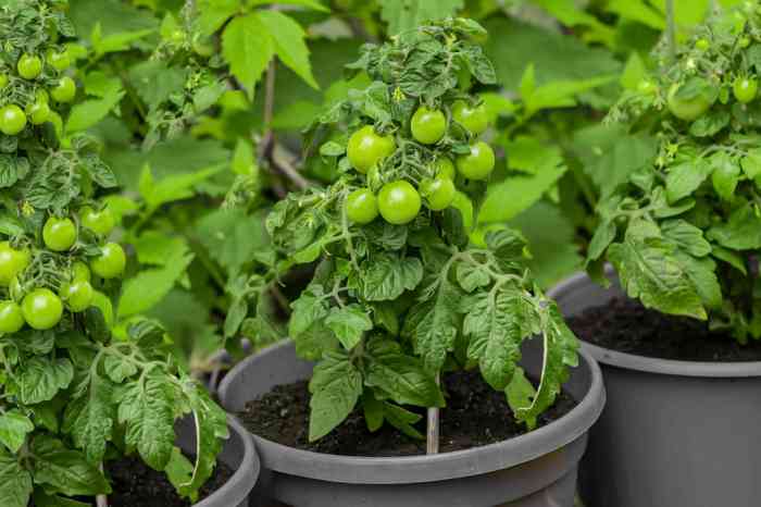 Can you plant seeds from a fresh tomato