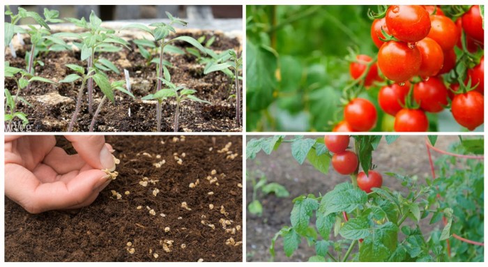 Can you plant seeds from tomatoes