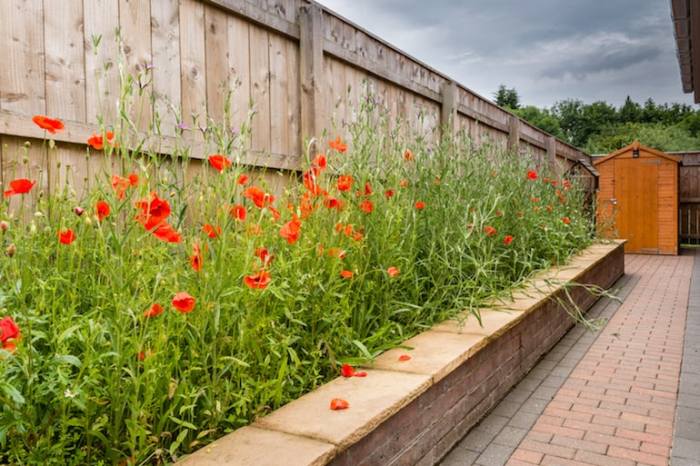 Can you plant poppy seeds in pots