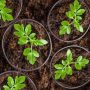 Can You Plant Seeds From Tomatoes?