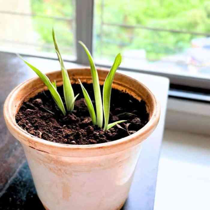 Can you plant multiple seeds in one pot