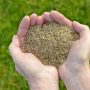 Can You Plant Grass Seed Without Straw?