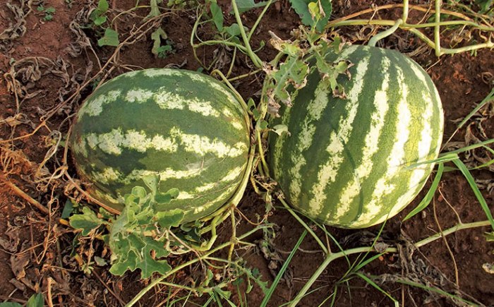 Can you plant the seeds from a watermelon