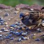 Can You Plant Sunflower Seeds From Bird Feed?