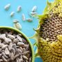 Can You Plant Raw Sunflower Seeds?