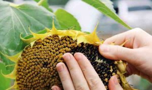 Do all sunflower plants produce seeds