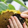 Do All Sunflower Plants Produce Seeds?