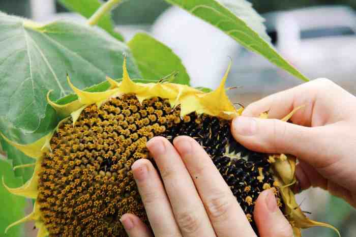 Do all sunflower plants produce seeds