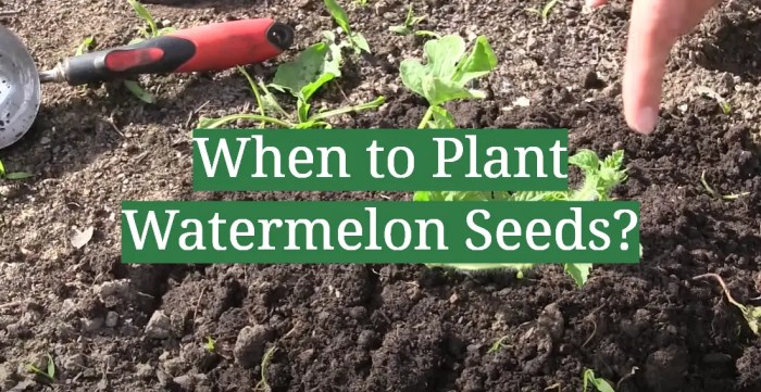 Can you plant the white watermelon seeds