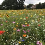 Can you plant wildflower seeds in the summer