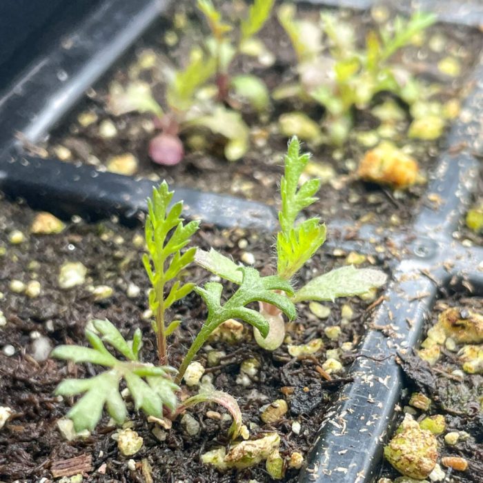 Can you plant yarrow seeds in the fall